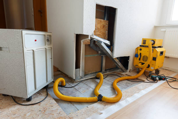 Best Mold Odor Removal Services  in Ocoee, FL