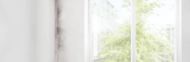 Best Mold Documentation for Insurance Claims  in Ocoee, FL