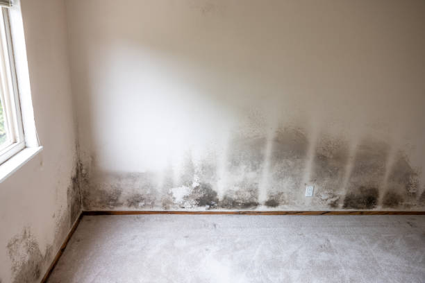 Reliable Ocoee, FL Mold Removal Solutions